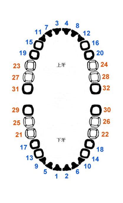 牙齒排列數字 尺法